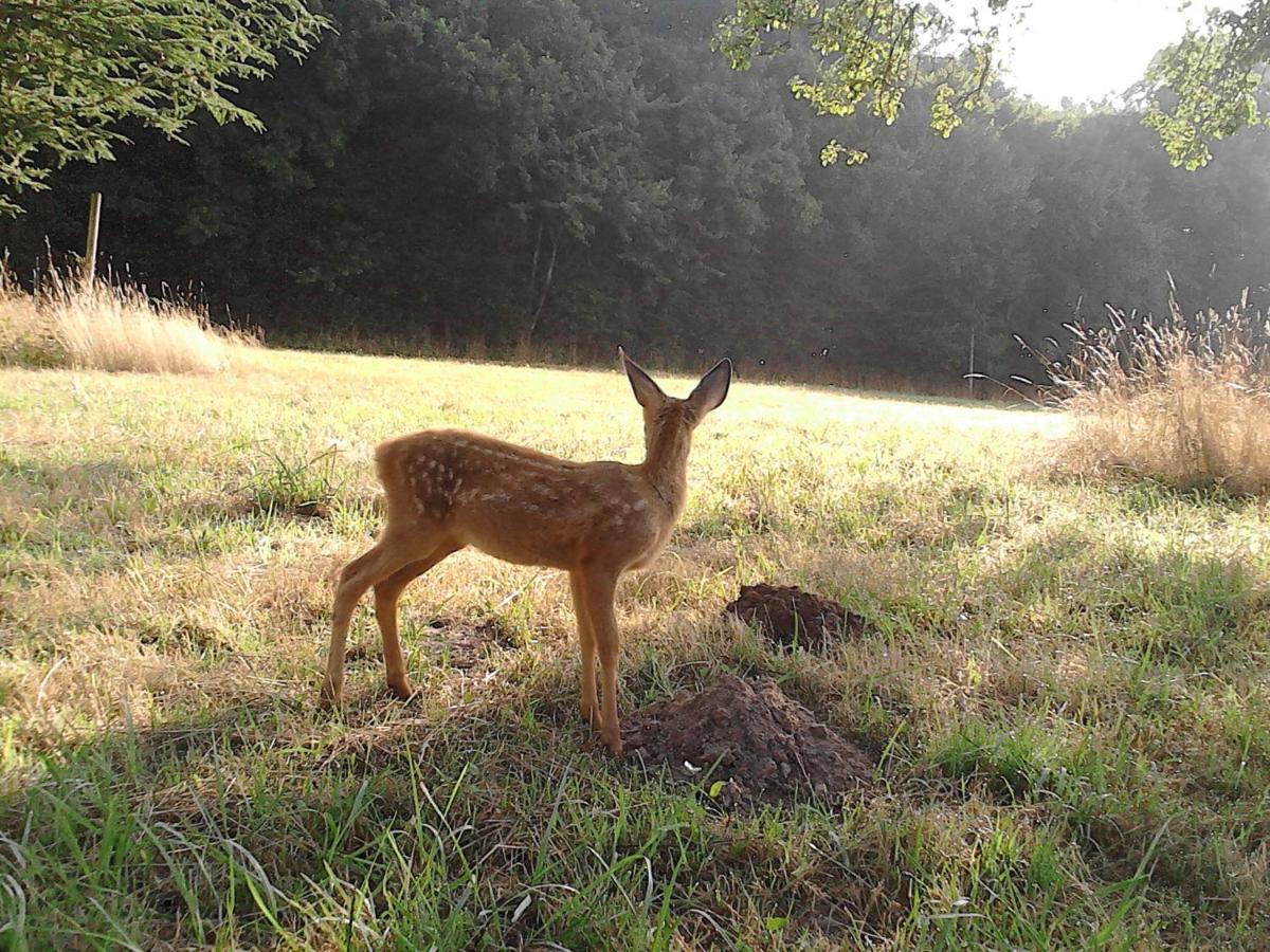 Le Rucher Bois-Normand-près-Lyre Esterno foto